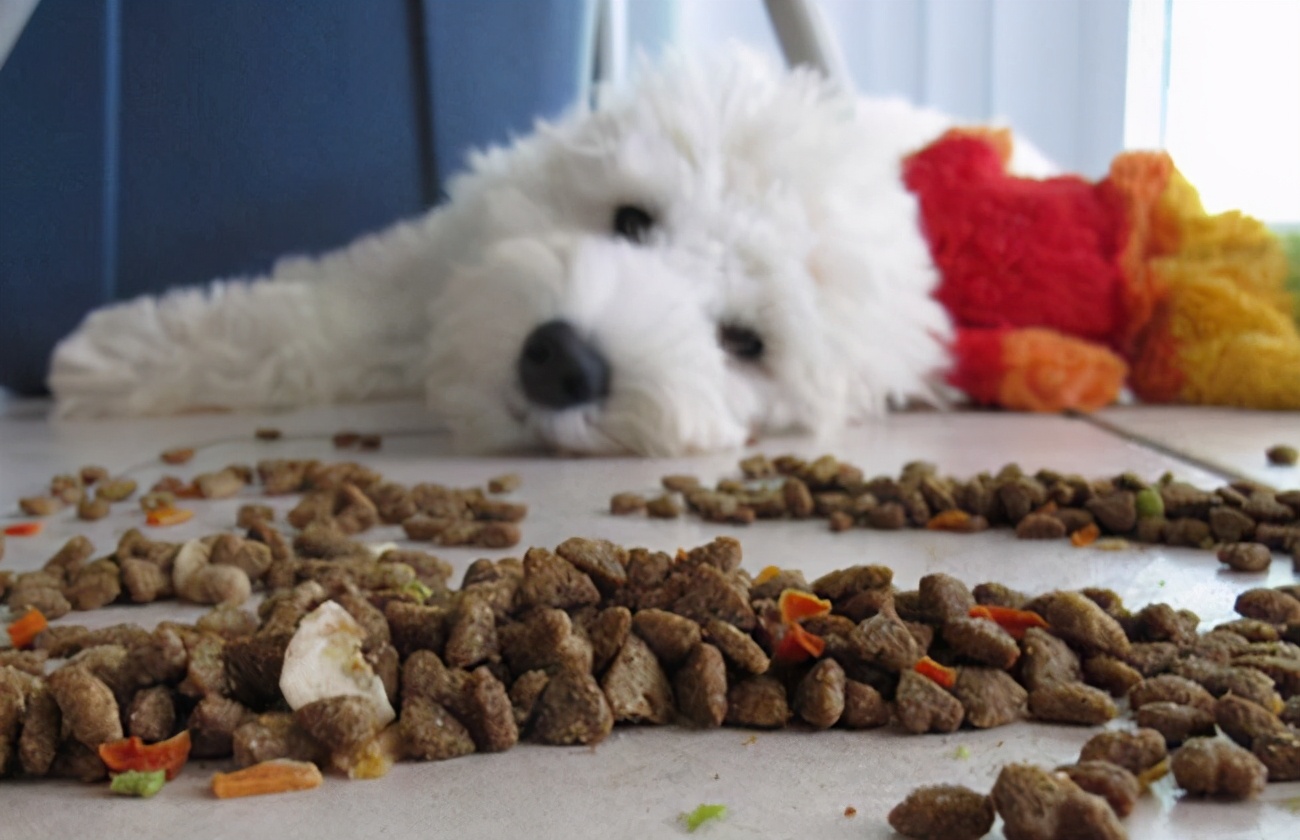 怎么挑选狗粮便宜量多有保障,买狗应该怎么挑选好的狗粮