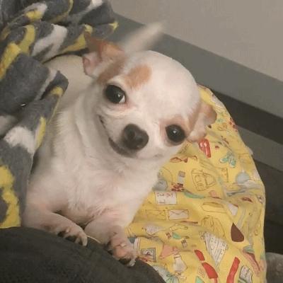 这9种狗狗最适合女人养了,最适合新手养的三种狗狗