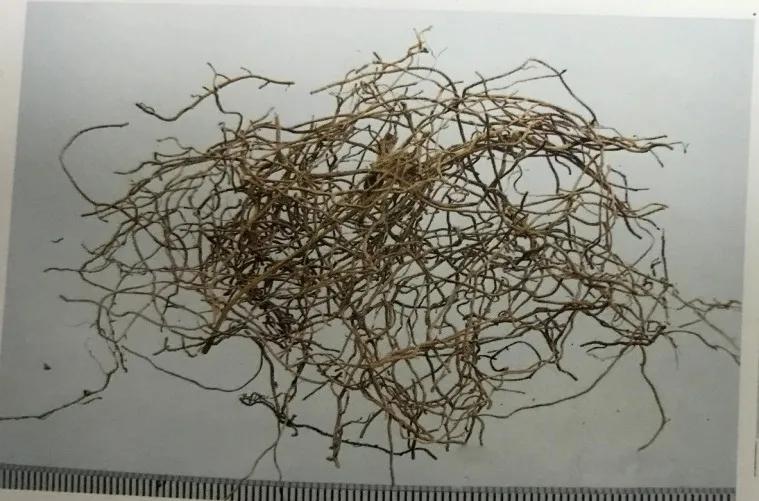 苦到极致的黄连,苦黄连的药用价值