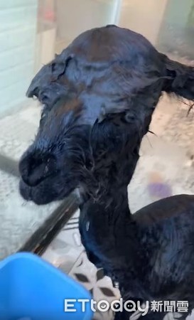 “毛澎羊驼”撞脸羊肉炉!洗澡崩坏片笑翻网:原来本尊这么瘦