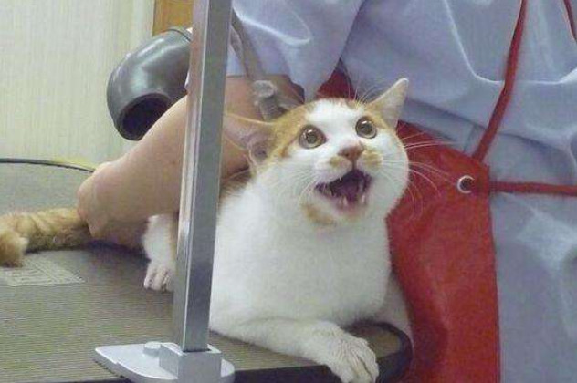 初次洗猫攻略如何安全的给猫洗澡,猫咪洗护专场教你如何洗猫