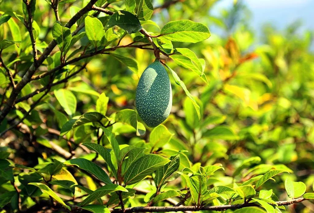 天然去雕饰的《水果传》，给你一场抵挡不住的水果饕餮