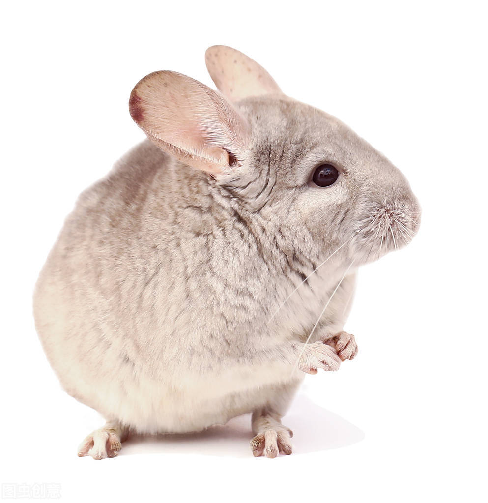 养龙猫的注意事项和必备的东西,养龙猫必须要知道的事