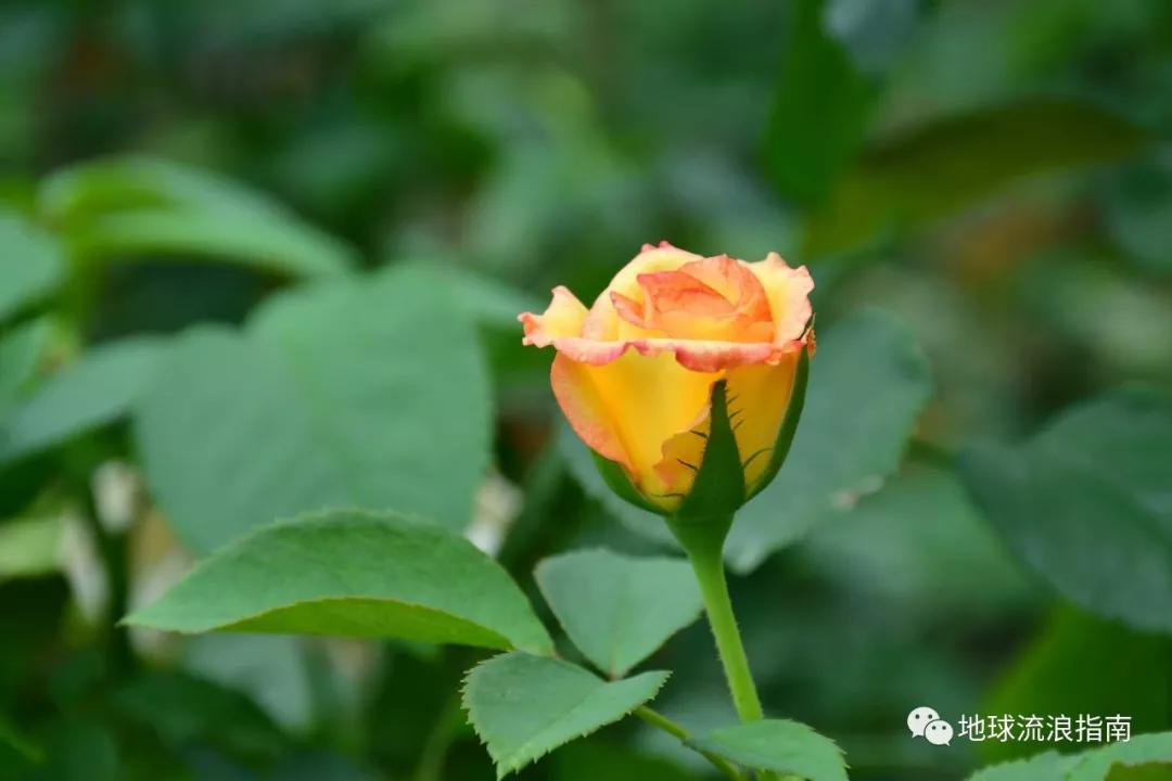 木里行迹——一团生的火焰,好过一千个死的灵魂