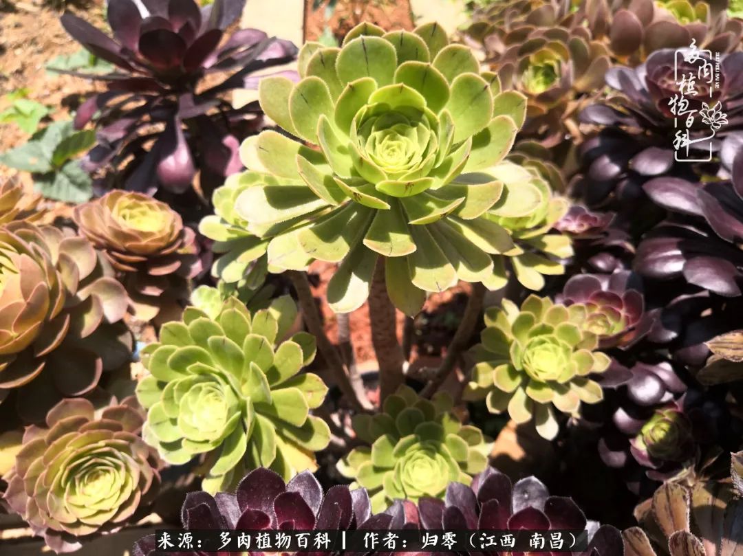 人生转个弯，在小院遇见落入凡间的多肉小精灵