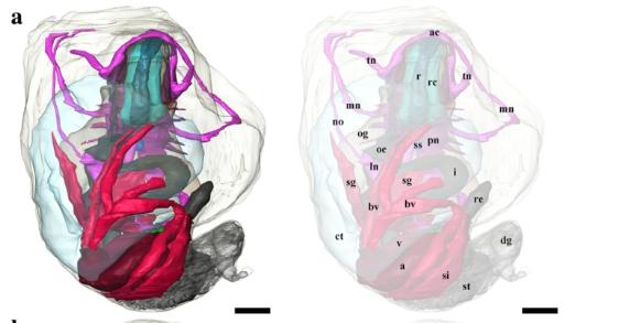 世界上最坚硬的装甲,世界上最坚硬的盔甲是哪一个