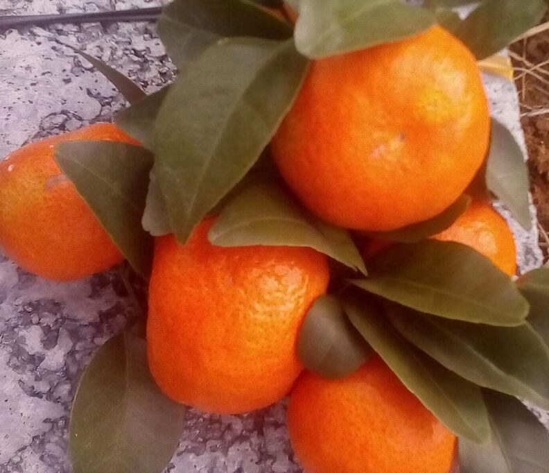 英英李子苗,砂糖橘金橘的病虫害用什么药