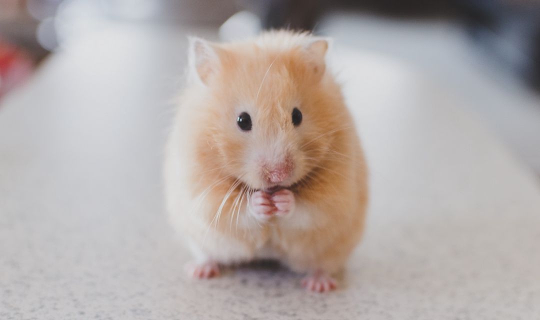 土养仓鼠安全过冬,仓鼠过冬棉被自制