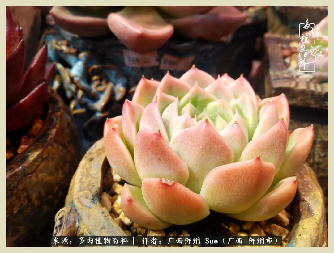 艳阳高照凉爽贵州,我要勤快地捕捉美好!(二)