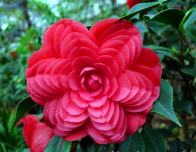 茶花是我国的十大名花吗,中国十大名花图片及花语