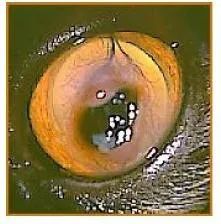 猫眼睛溃疡最佳治疗方法,猫眼睛溃疡用什么眼药水