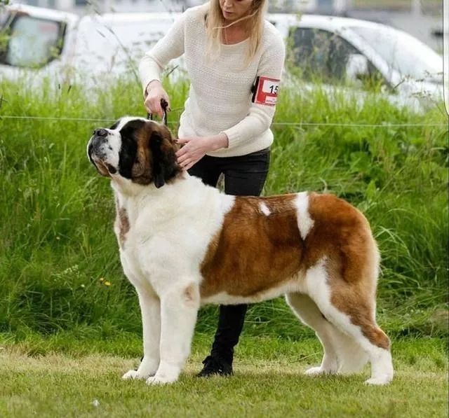 世界上最强的10种狗排名,世界上巨型狗大全