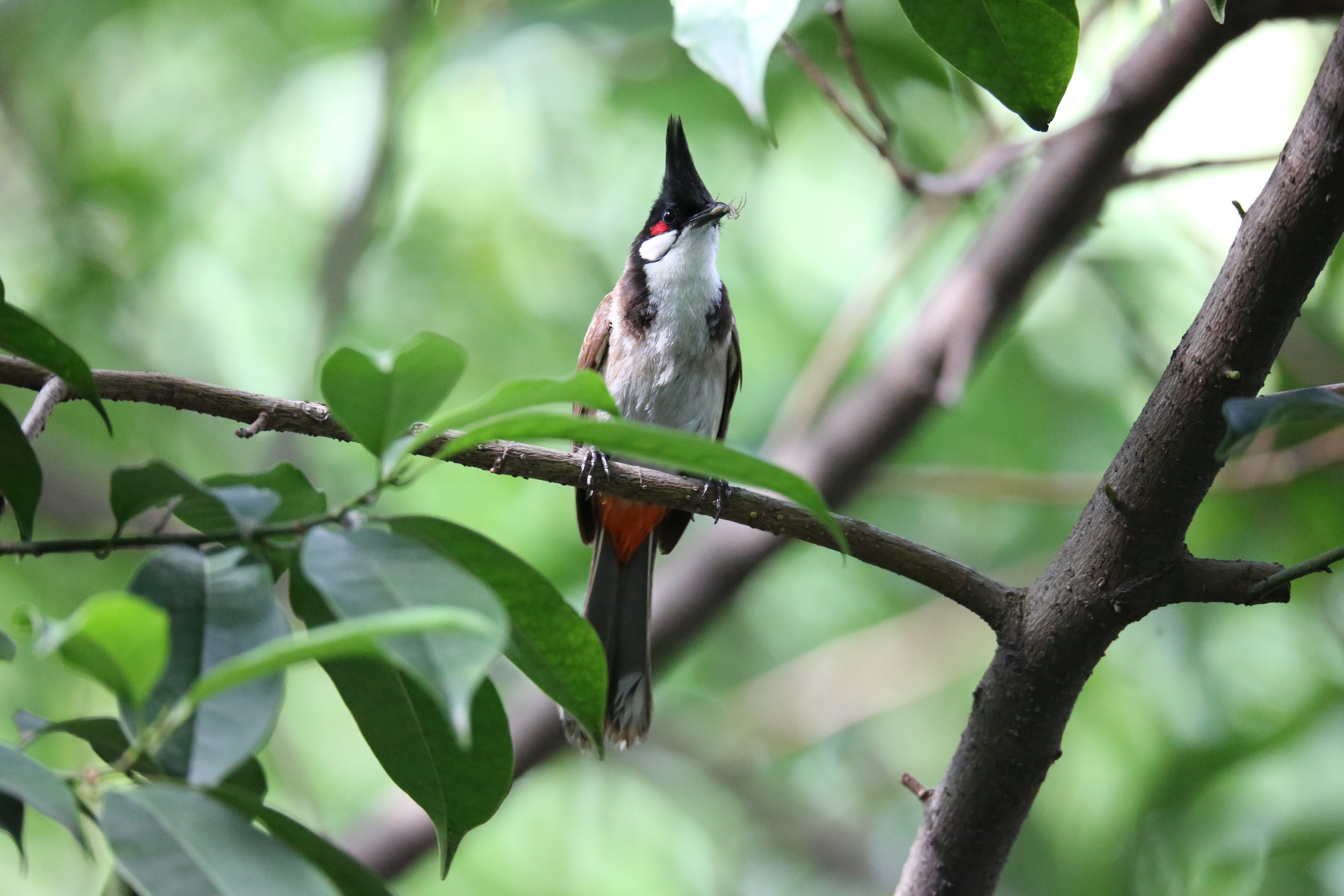 景美人善！我红耳鹎成都“安家”日常曝光