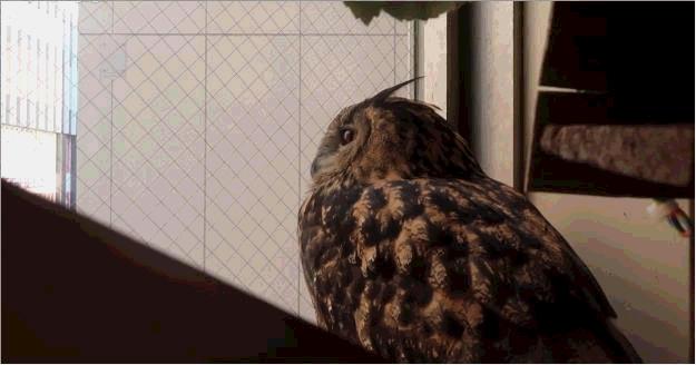不期而遇:同猫头鹰的短暂邂逅,让我彻底爱上了这个小家伙