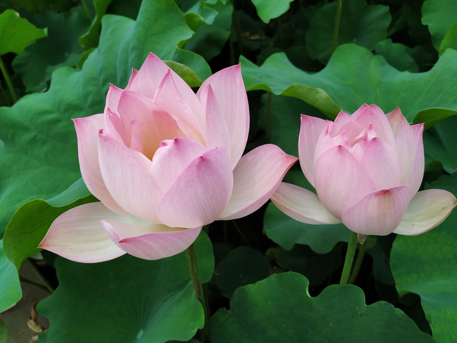 青荷盖绿水微山湖十万亩荷花盛放,微山湖红荷湿地公园的荷花何时开