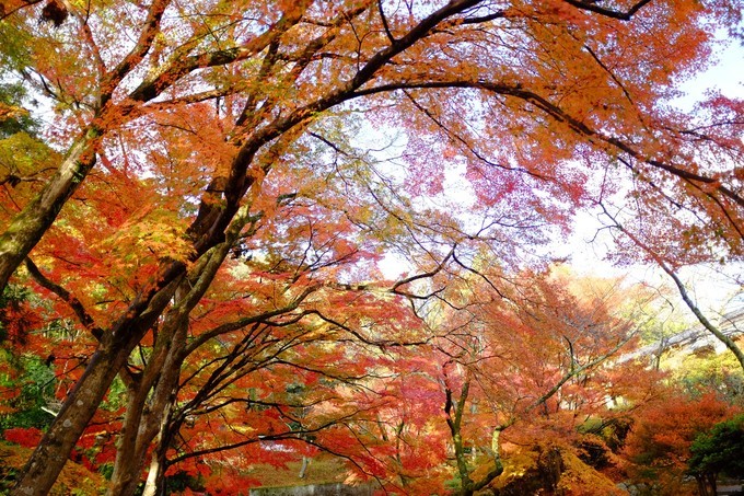 京都赏枫2022,京都赏枫必去景点有哪些好玩的
