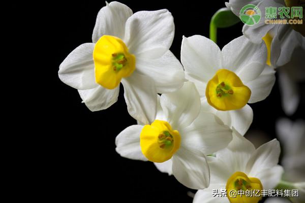 开过花的水仙花的养殖方法,水仙花养殖方法及注意事项