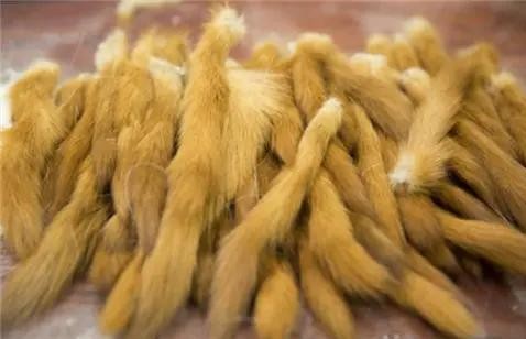 李时珍讲不吃黄鼠狼的原因,古人对黄鼠狼的记载