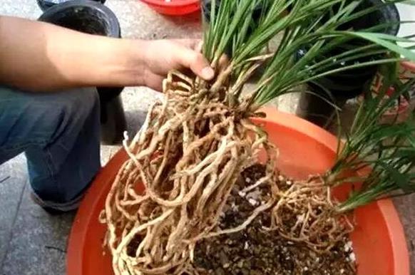 盆栽花卉的根系长满盆怎么办,花卉长不高怎么回事