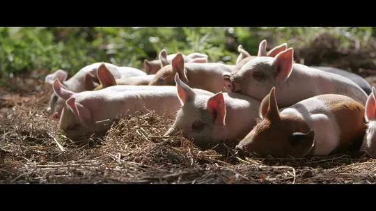 不用农药,让超1000种动植物生态平衡,这次美国人真的做到了