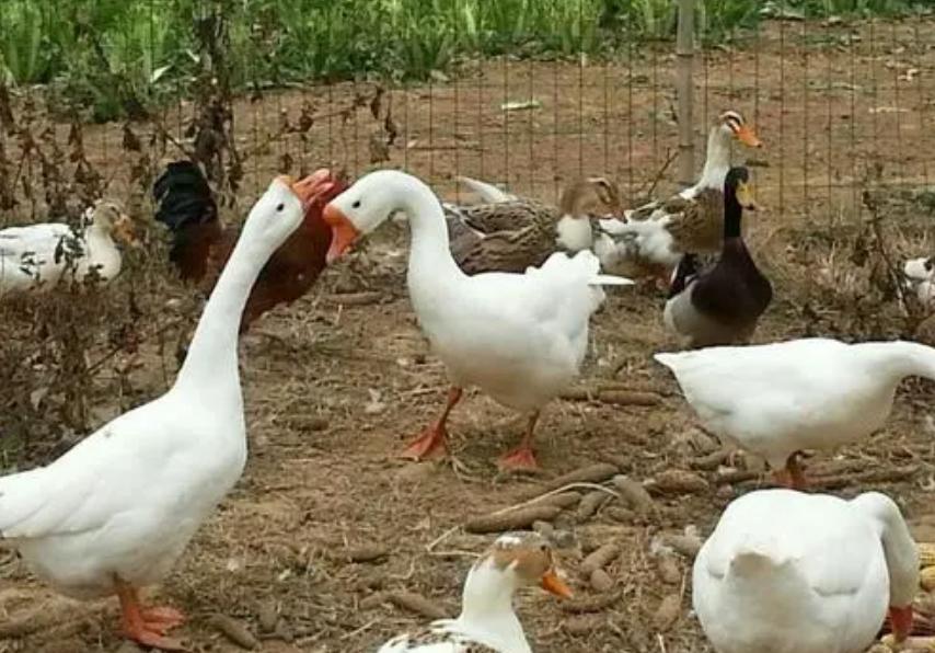 为什么凶悍的黄鼠狼看到鹅却害怕,猖狂的黄鼠狼