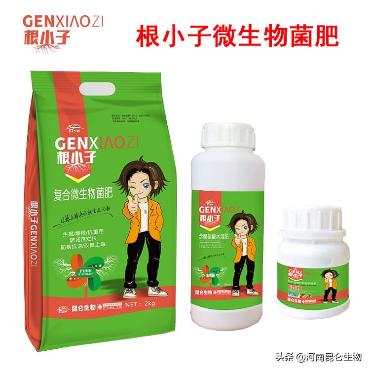 烤烟漂浮育苗烂根的原因,烤烟烂根病是咋回事