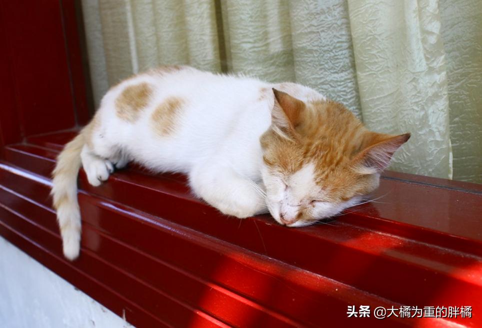 懒猫是如何养成的,怎么训练懒猫性格