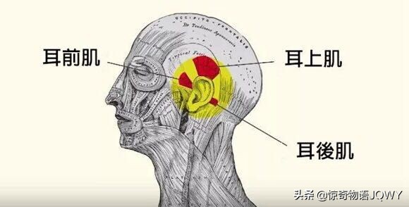 这个身体的特异功能，你会吗？