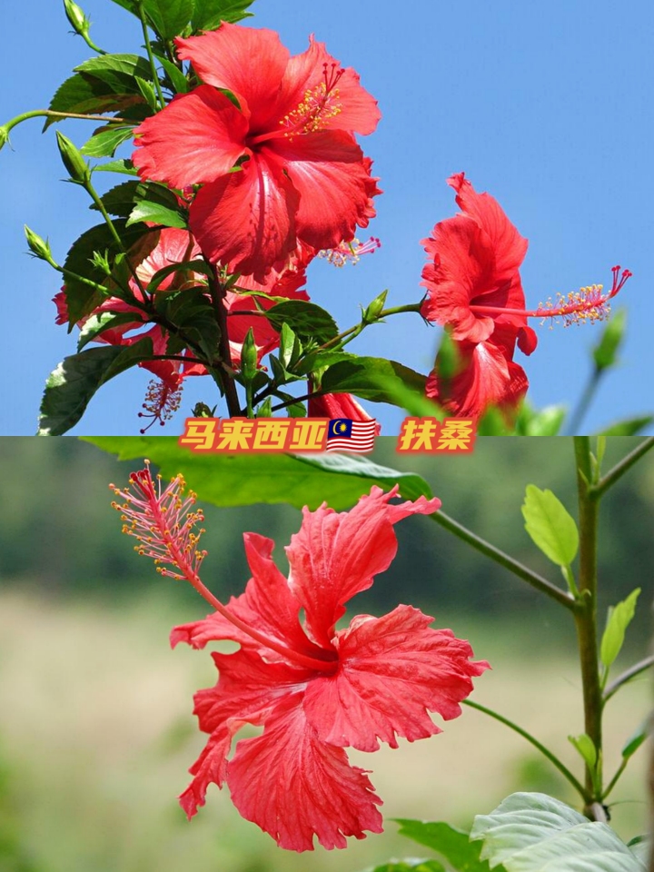 世界各国国花大全图片及名称,世界各国国花大全及图片