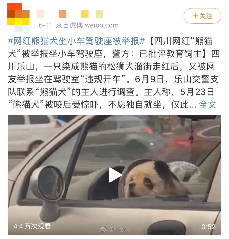 小狗被染色,给可爱小狗染色