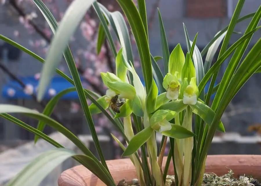 春剑玉露兰花品种介绍,春剑红素兰花品种价格一览表