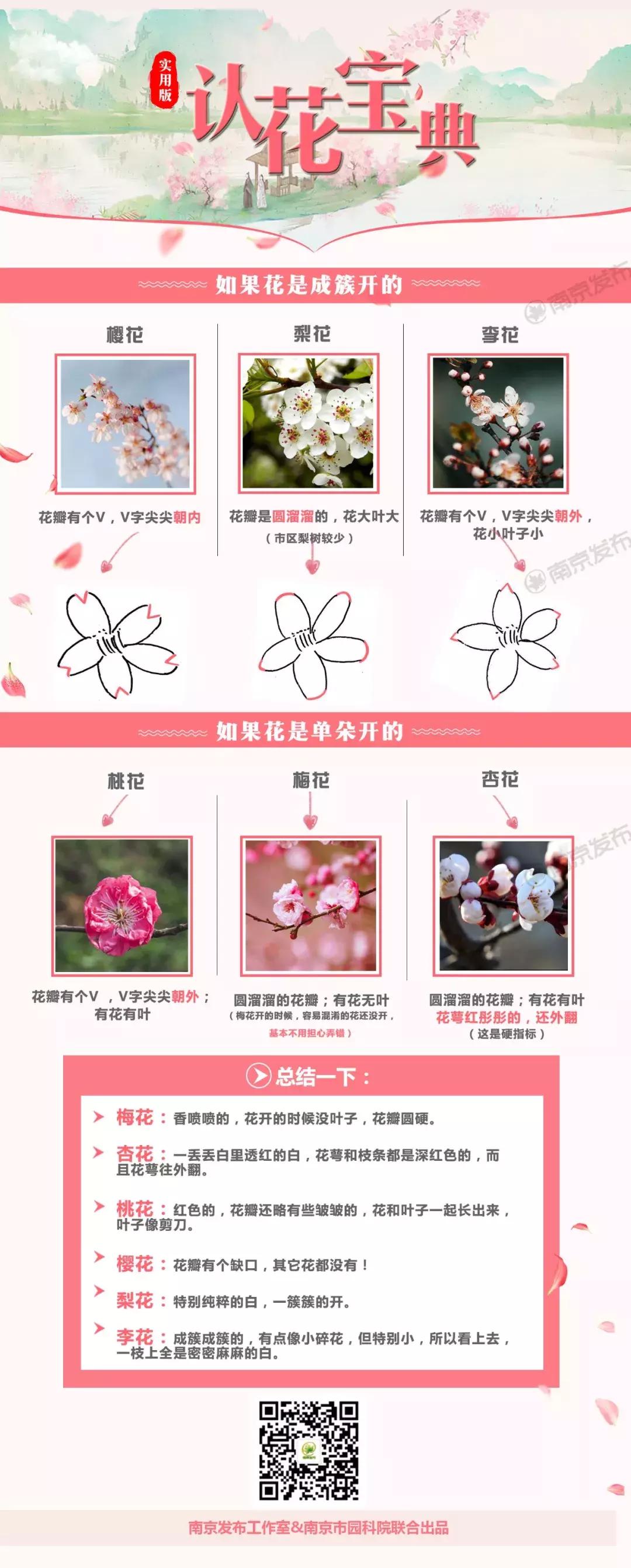 濡備綍鍖哄垎妯辫姳妗冭姳姊ㄨ姳鏉忚姳娴锋,妯辫姳妗冭姳鏉庤姳鏉忚姳濡備綍鍖哄垎