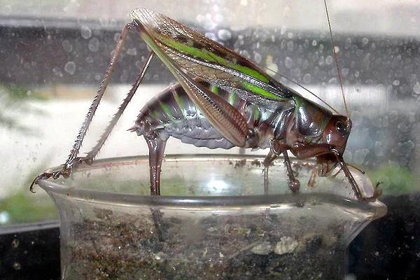 蝈蝈蛐蛐分不清,蝈蝈蛐蛐傻傻分不清楚