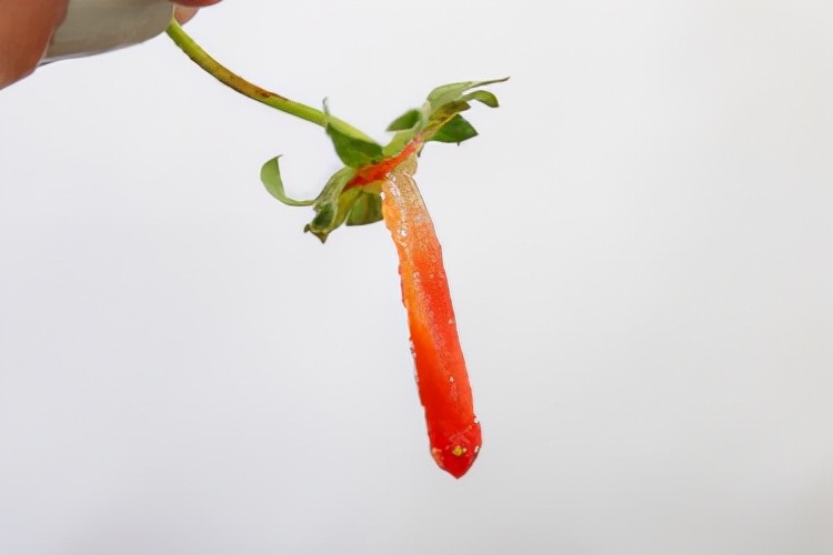 草莓酱不密封能保存多久,草莓酱可以冻多久保存