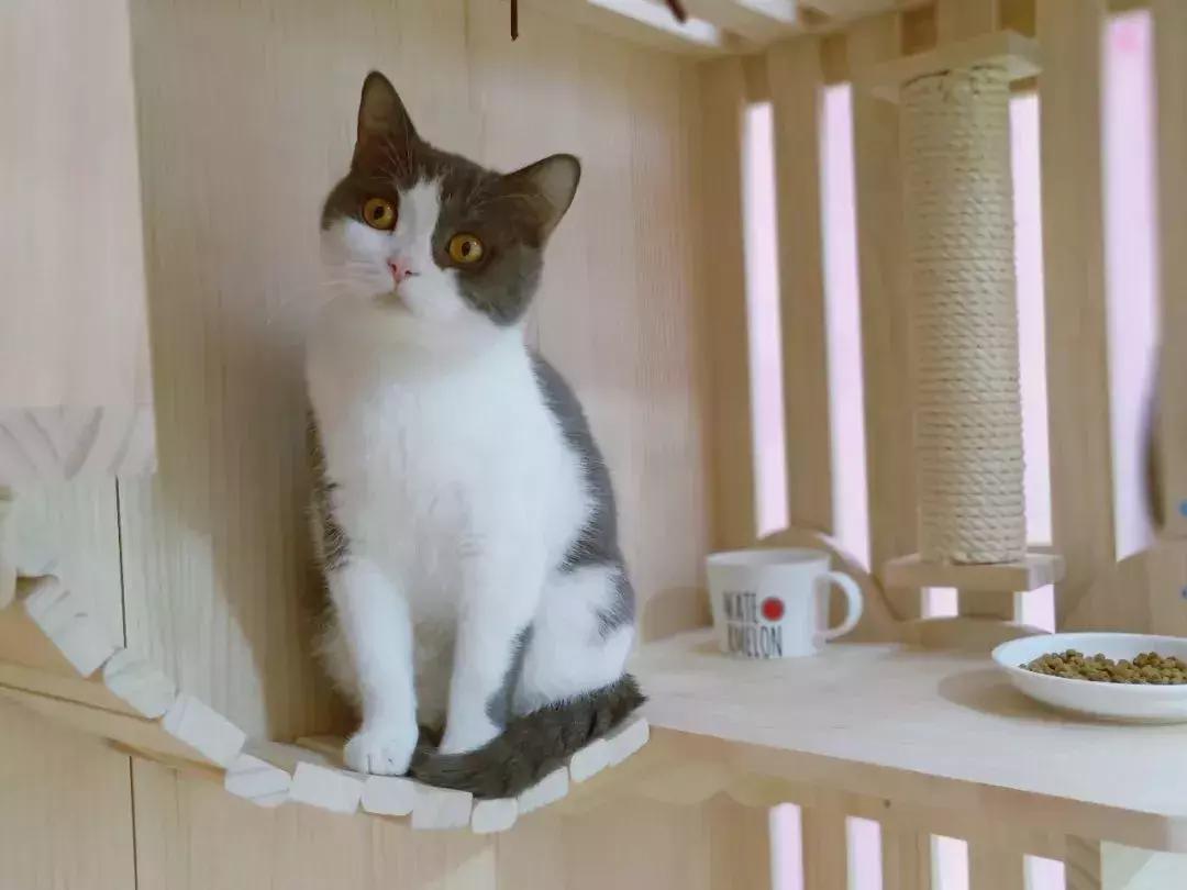 炸裂!因为一只猫,苏州人开启尖叫模式!