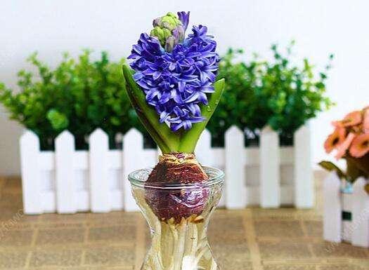 水培风信子叶子枯萎怎么处理,水培风信子种球腐烂怎么补救