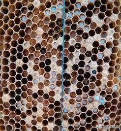 意蜂容易得哪些病,意蜂有烂子怎么处理