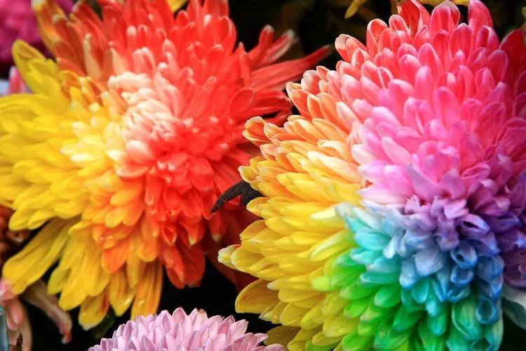 花中四君子菊花国画用笔,花中四君子菊花高清图片