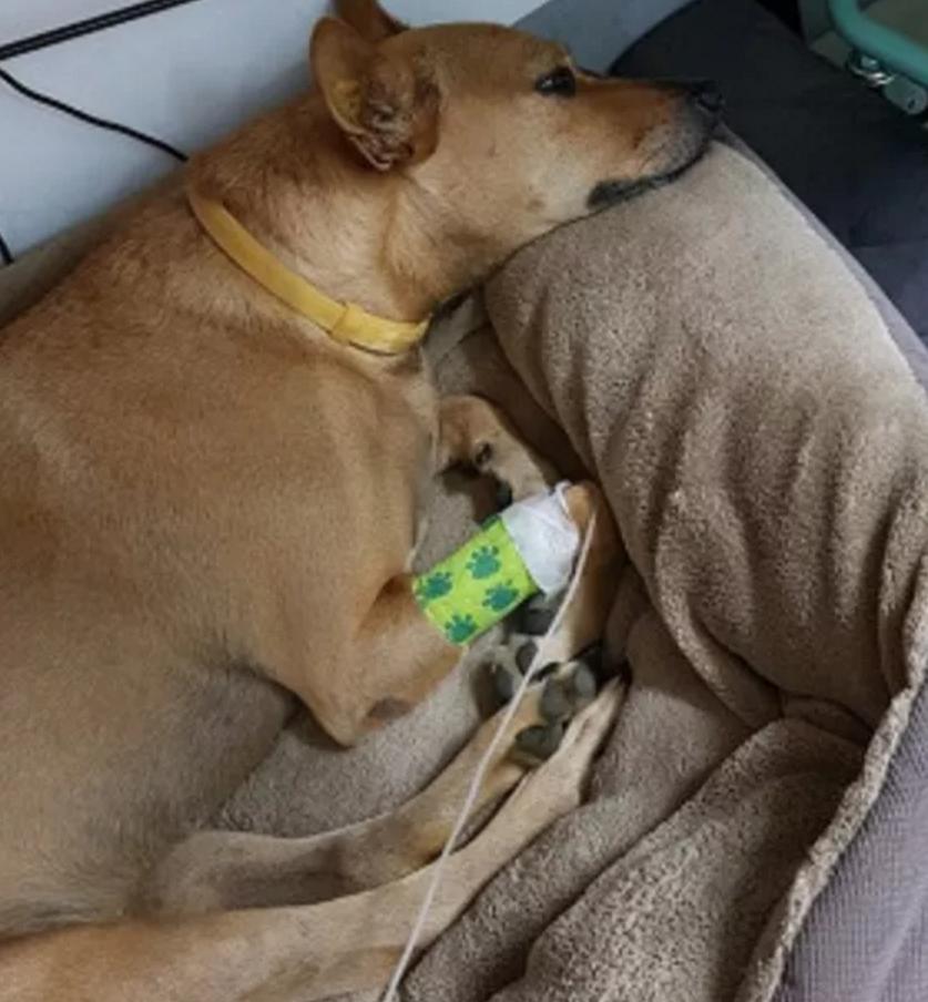 狗狗吃火龙果主人以为死了,狗狗吃牛油果后死亡