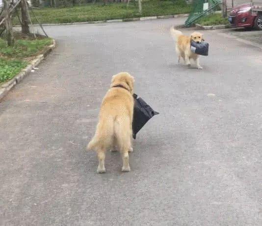 那个推荐我养金毛的人，你出来一下