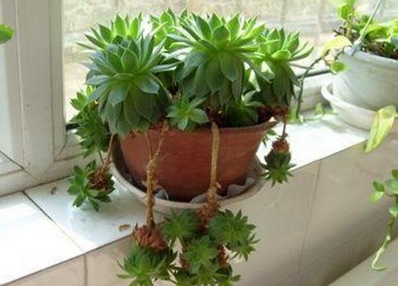 观音莲的禁忌和副作用,观音莲风水上有忌讳吗