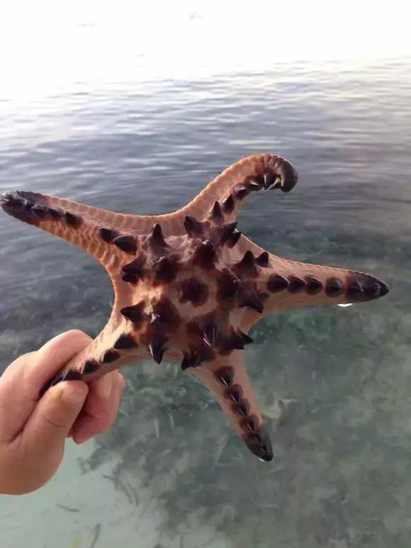 海南渔民整理的海鲜大全,渔民海鲜介绍