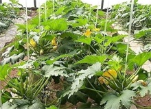 西葫芦要防治什么病,冬季露天西葫芦病虫害防治办法