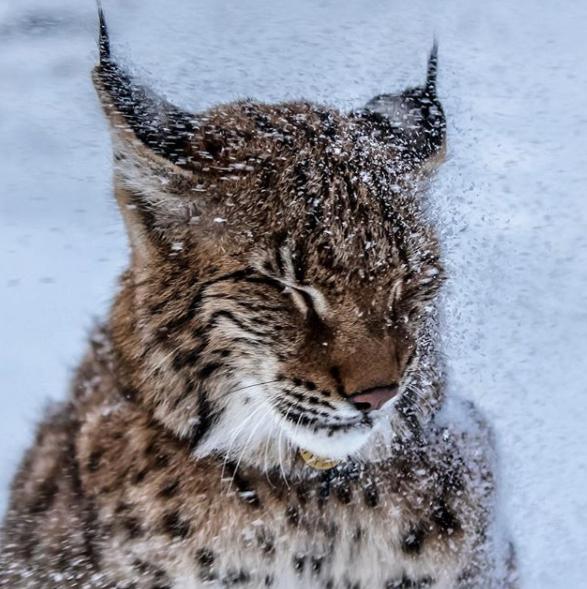 想养猫又怕被猫抓,俄罗斯养猞猁