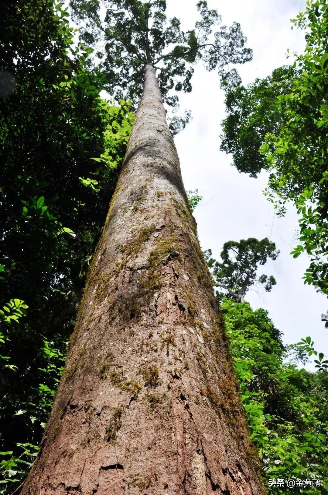 为什么云南女人长相好看,云南真的很漂亮吗