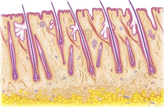 南昌市第12医院植发科,南昌第12医院植发效果怎么样
