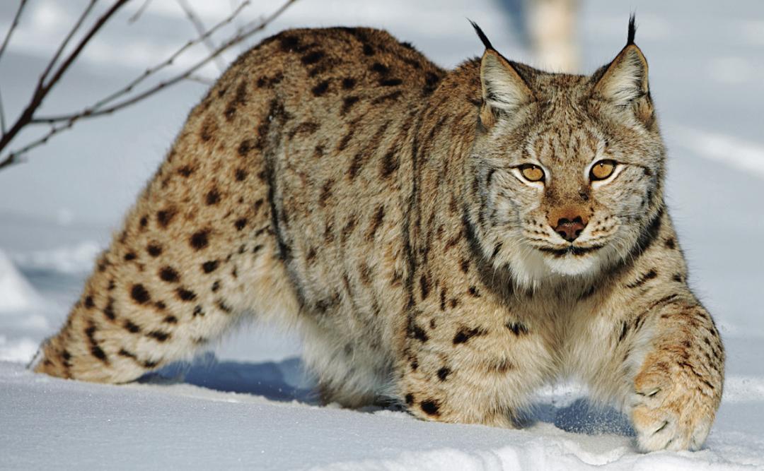 哪种猫最粘人最好养,哪种猫最温顺最粘人还比较便宜