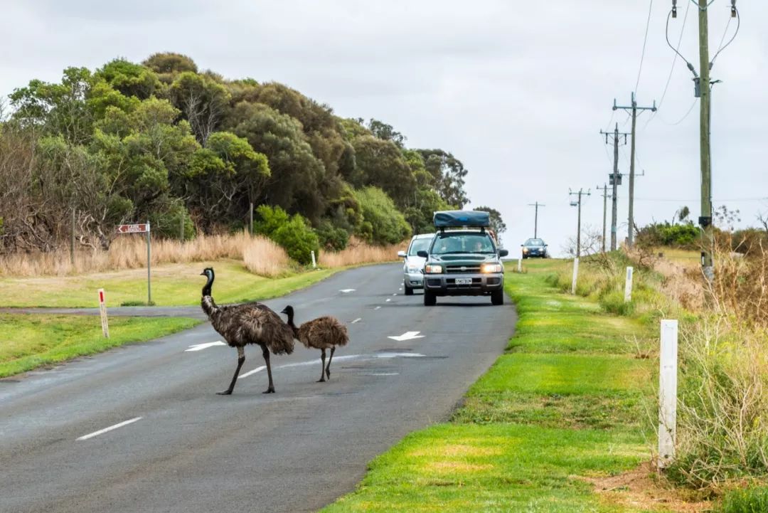 悉尼到阿德莱德自驾游,澳大利亚阿德莱德悉尼距离