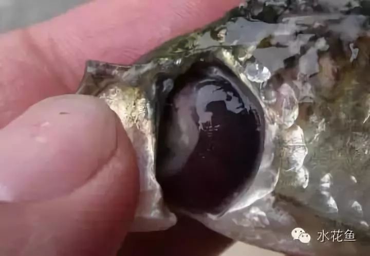 鱼类寄生虫用什么药,鱼类寄生虫怎么灭杀