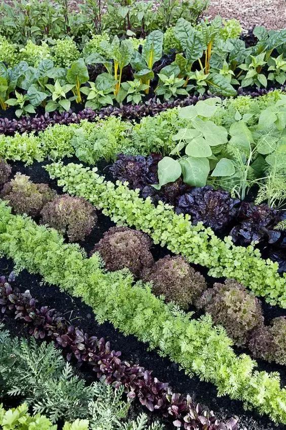 早晨深化设计研究院--住别墅的有钱人，都是如何规划自己院子的？